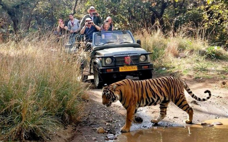 Exploring The Natural Wonders Of Ranthambore National Park With Samara 