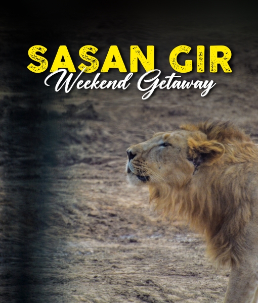 Gir Forest