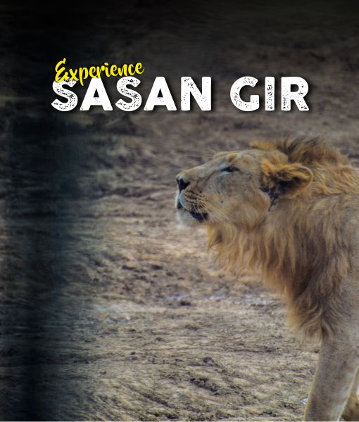 Sasan Gir